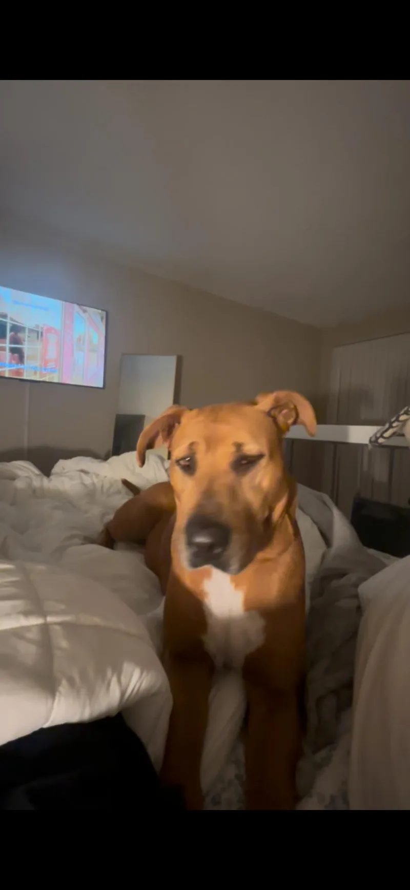 An adult large-sized female Rhodesian Ridgeback dog named Paisley for adoption in tampa, FL