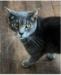 An adult medium-sized male Domestic Short Hair cat named Grant for adoption in Fairfax, VA