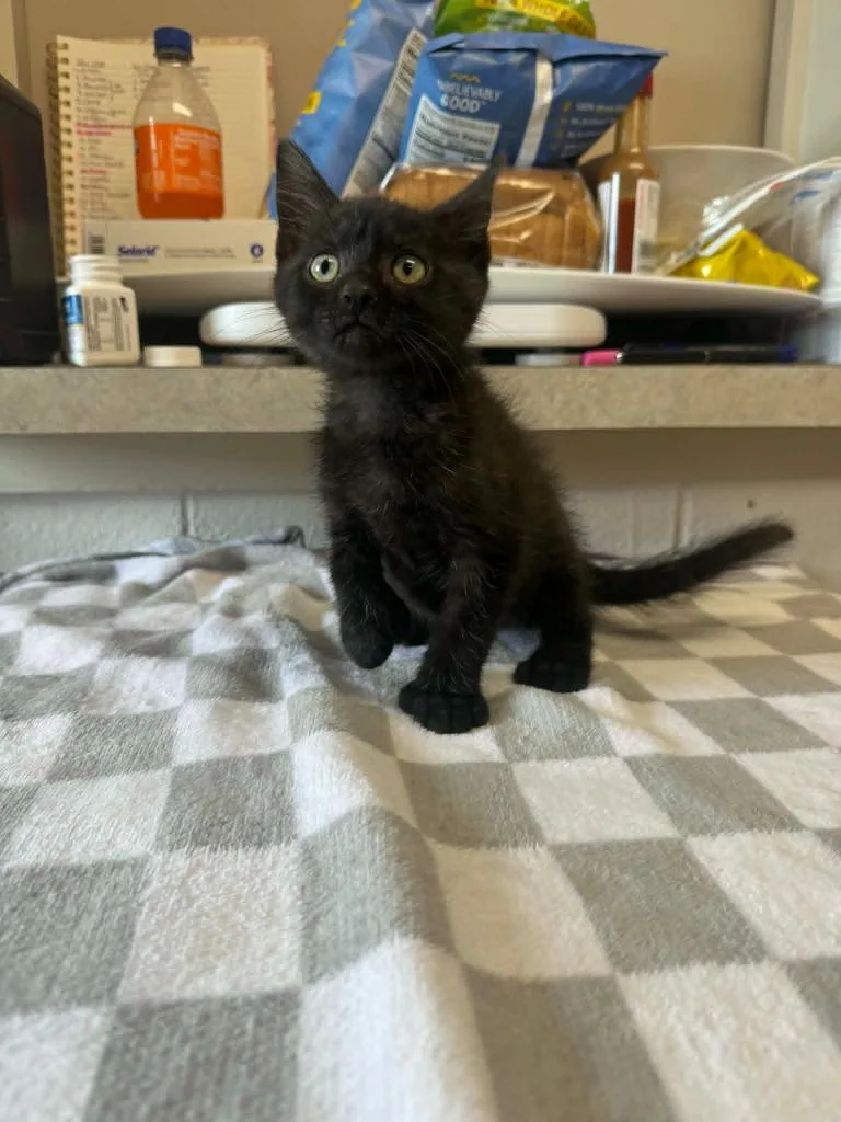 A baby medium-sized female Domestic Short Hair cat named Thunderbird for adoption in Marion, OH