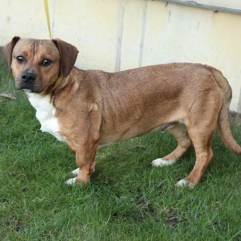 Whirly Gig thumbnail 2