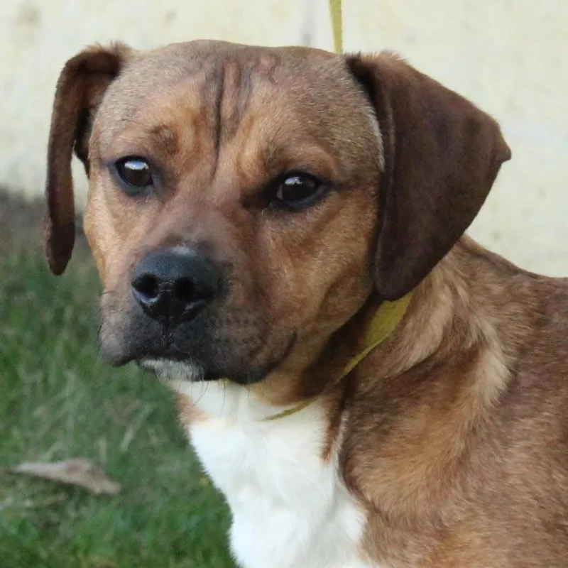 Whirly Gig thumbnail 3