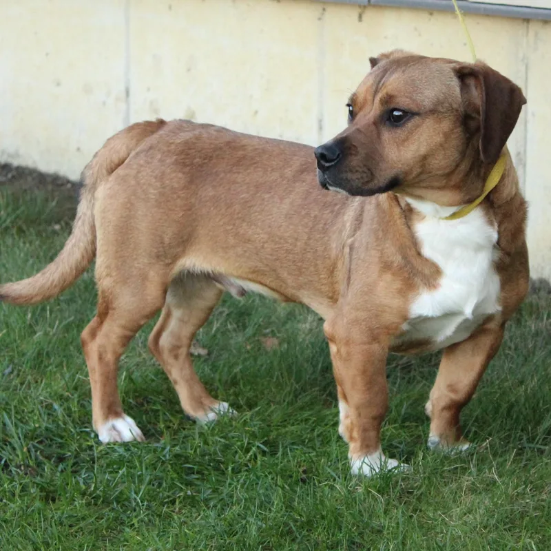 Whirly Gig thumbnail 4