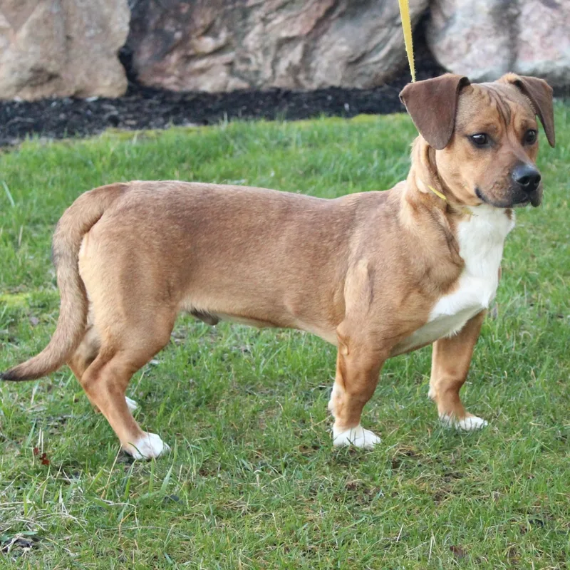 Whirly Gig thumbnail 5