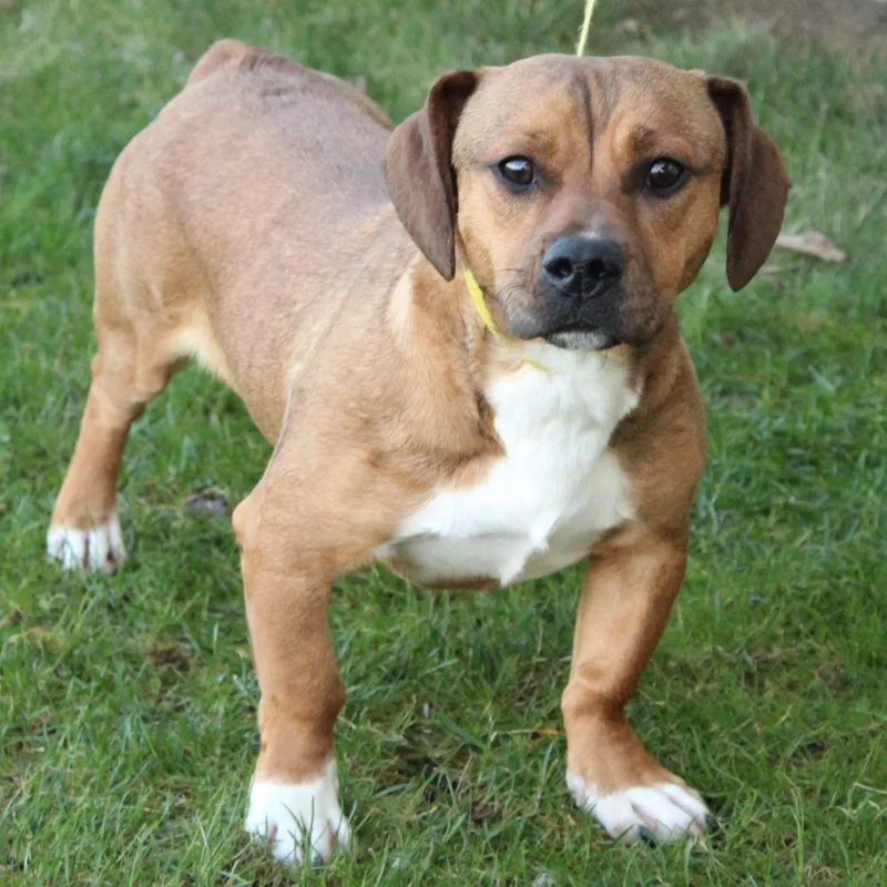 Whirly Gig thumbnail 6