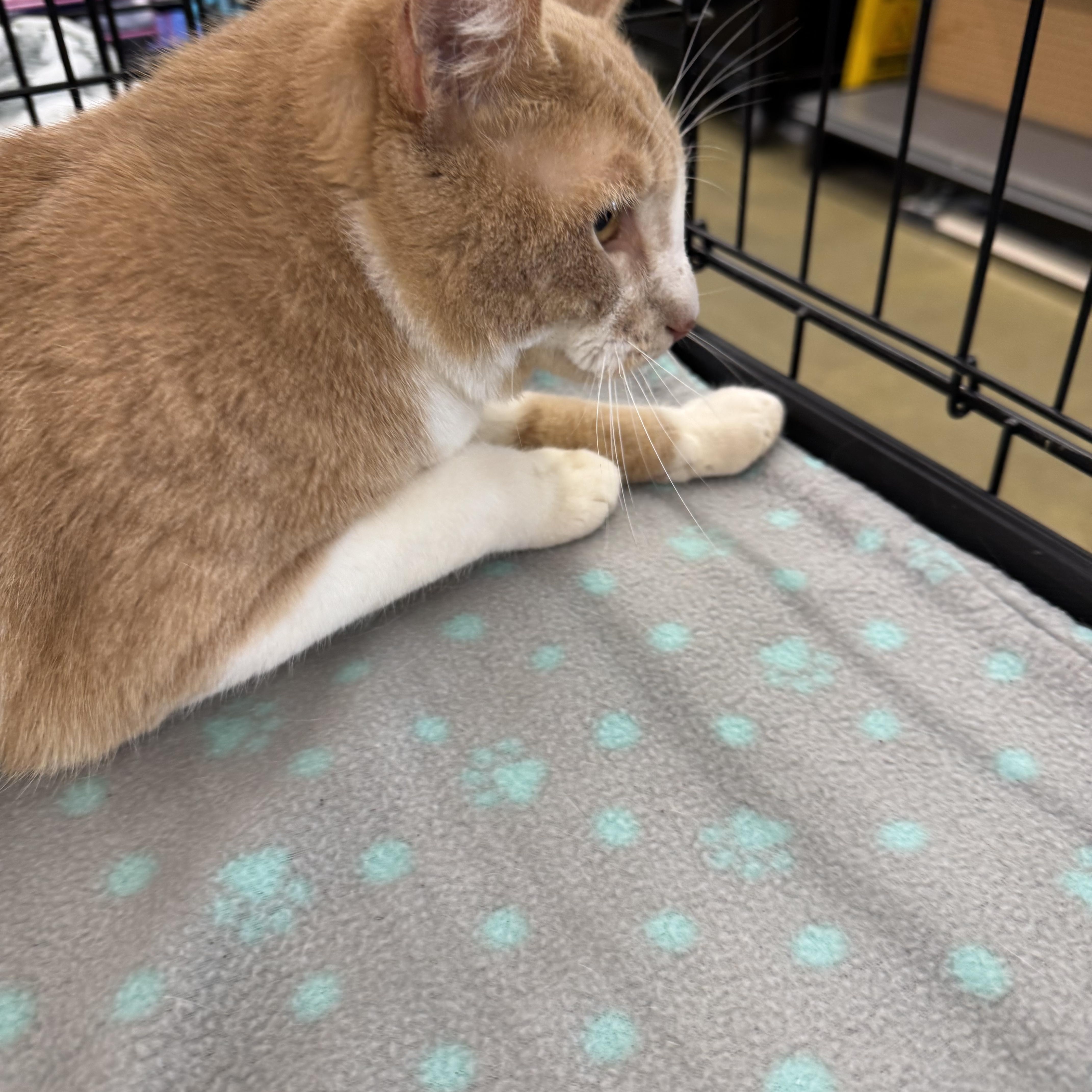 An adult medium-sized male Orange & White Domestic Short Hair cat named Cinnamon for adoption in Easley, SC