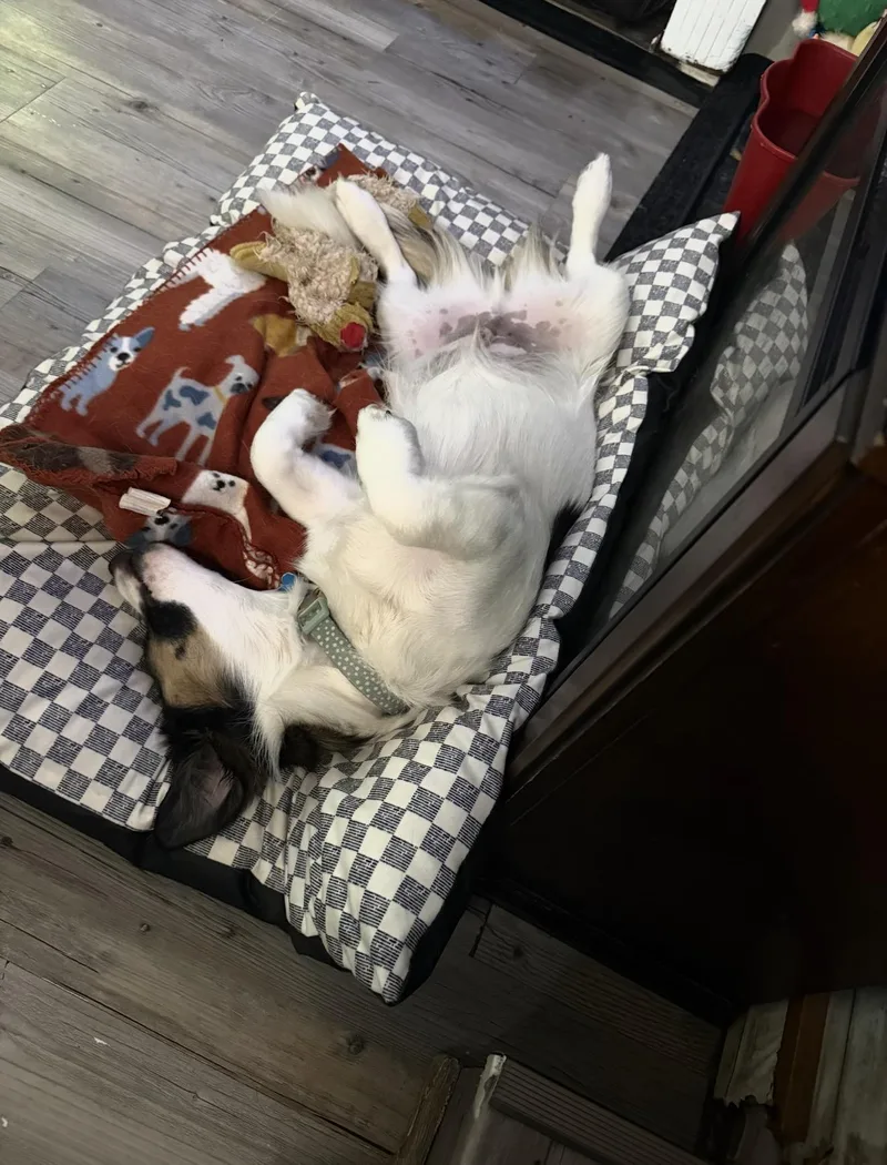 A baby medium-sized male Australian Shepherd dog named Bacon for adoption in Douglas, GA