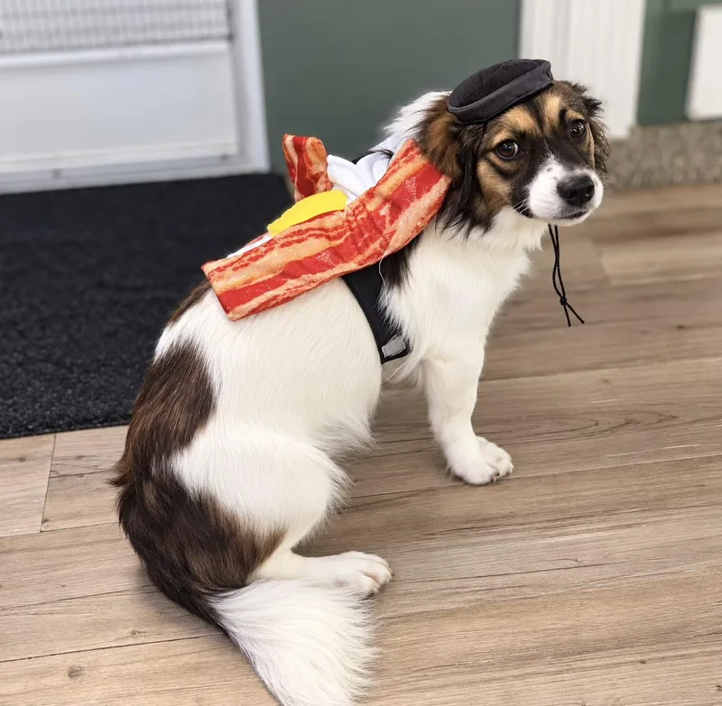 Bacon thumbnail 2
