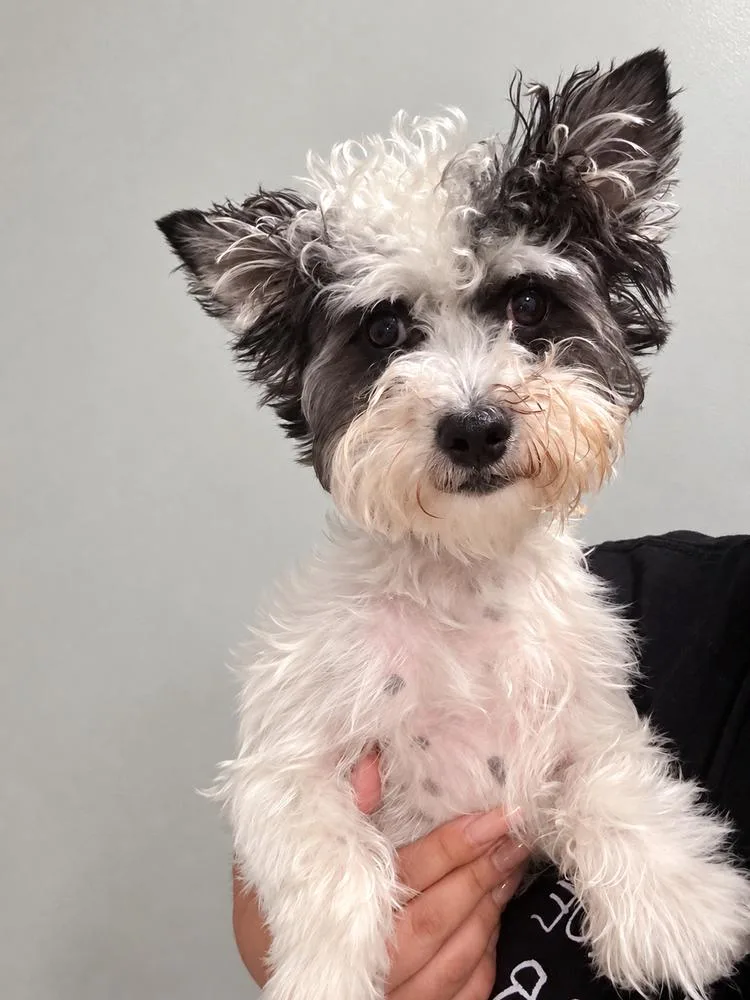 A young small-sized male Yorkshire Terrier dog named Snoopy  Release date for adoption in Sumter, SC