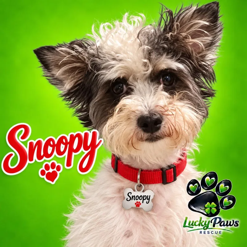 Snoopy  Release date thumbnail 4