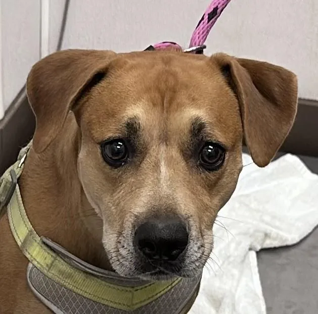 An adult large-sized female Labrador Retriever dog named Sorayaceria for adoption in Tucson, AZ