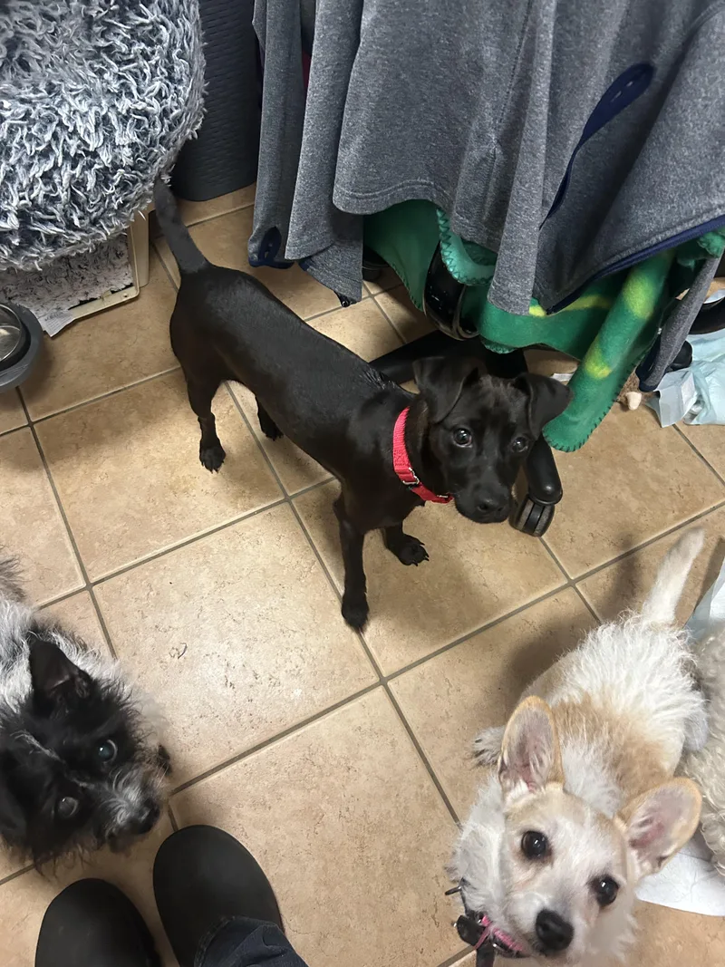 A young small-sized female Black Patterdale Terrier / Fell Terrier dog named Guava for adoption in Oak Ridge, NJ