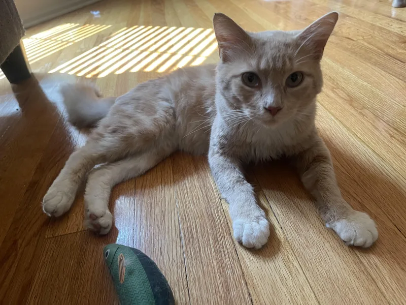 A young medium-sized male Orange / Red Domestic Medium Hair cat named Pierre Jr. for adoption in Nutley, NJ