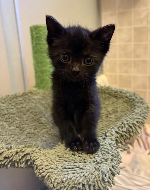 A baby medium-sized female Black Domestic Short Hair cat named Pitter Patter for adoption in Geneseo, IL