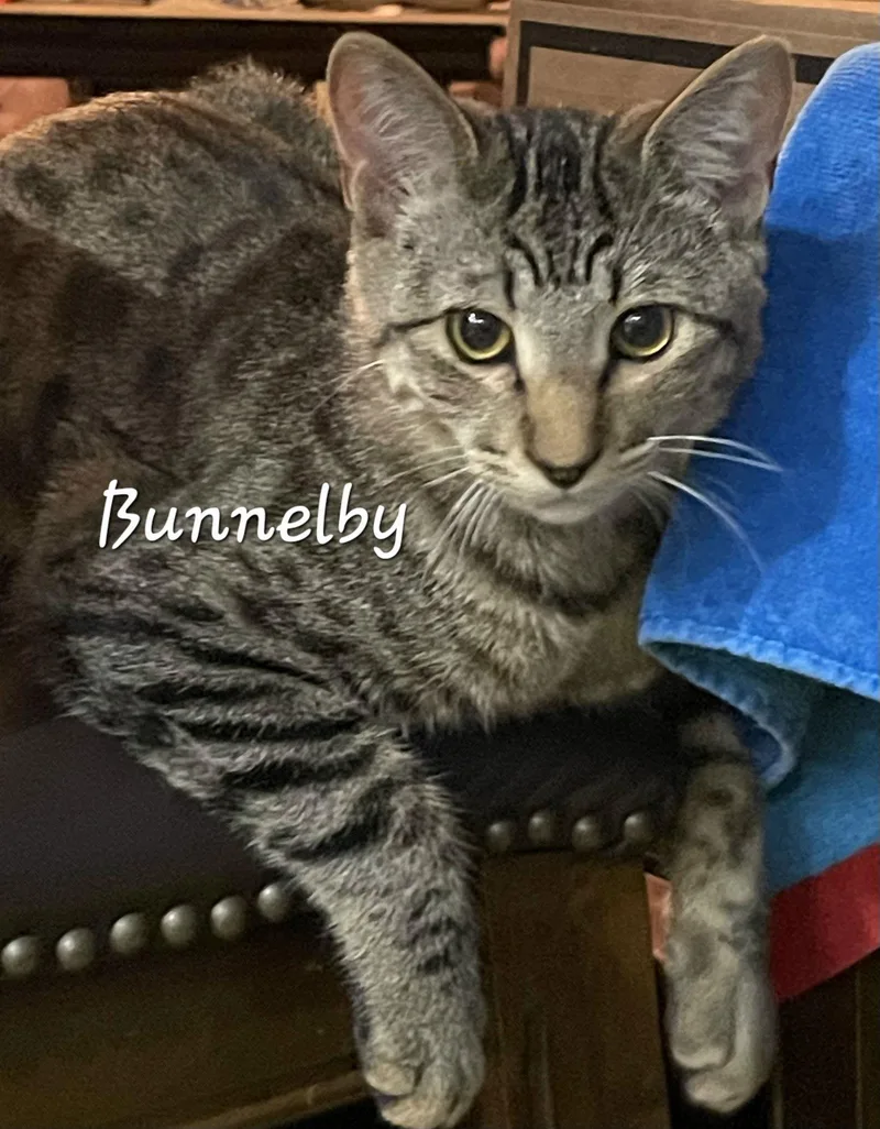 Bunnelby Gentlewallflower