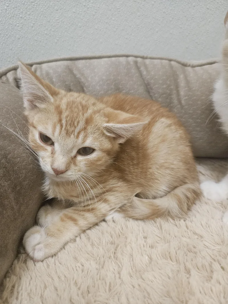 A baby medium-sized male Orange / Red Domestic Short Hair cat named Queijadas for adoption in Fall River, MA