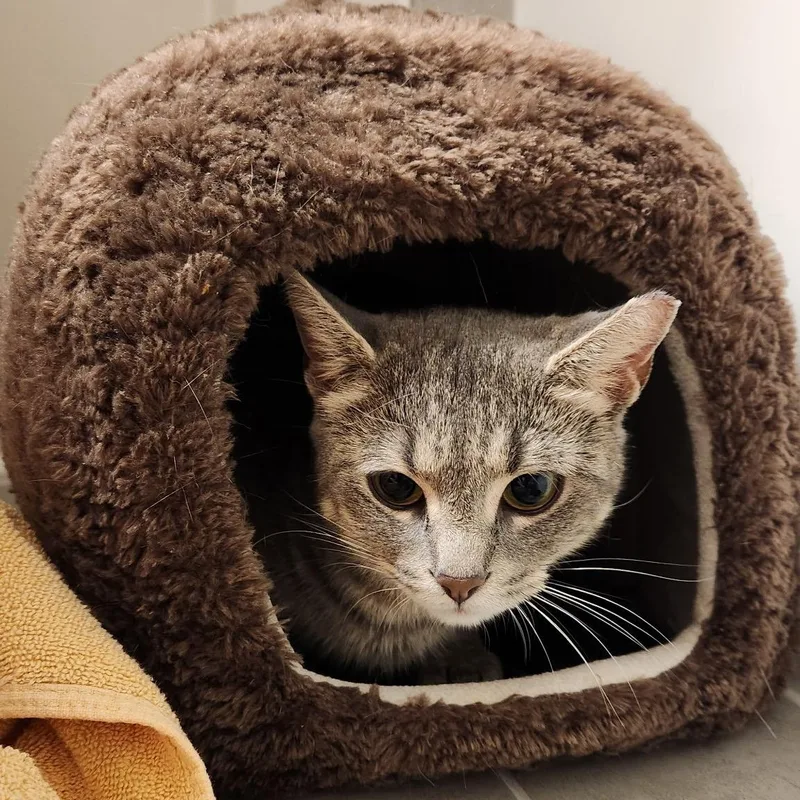 A young medium-sized female Tabby (Gray / Blue / Silver) Domestic Short Hair cat named Mamma Mia for adoption in Beltsville, MD