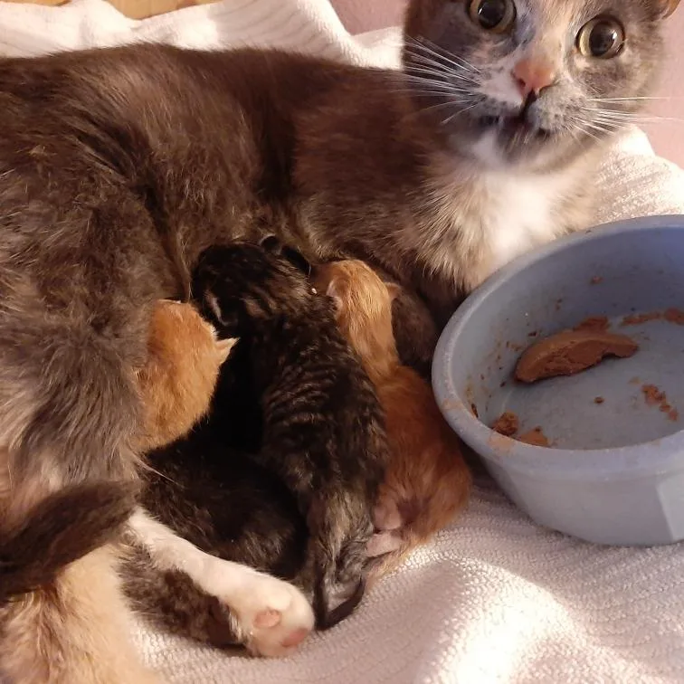 A baby small-sized female Brown / Chocolate Domestic Short Hair cat named Thora for adoption in Eureka Springs, AR