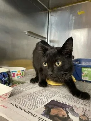 A baby small-sized male Domestic Short Hair cat named Iago for adoption in Houston, TX