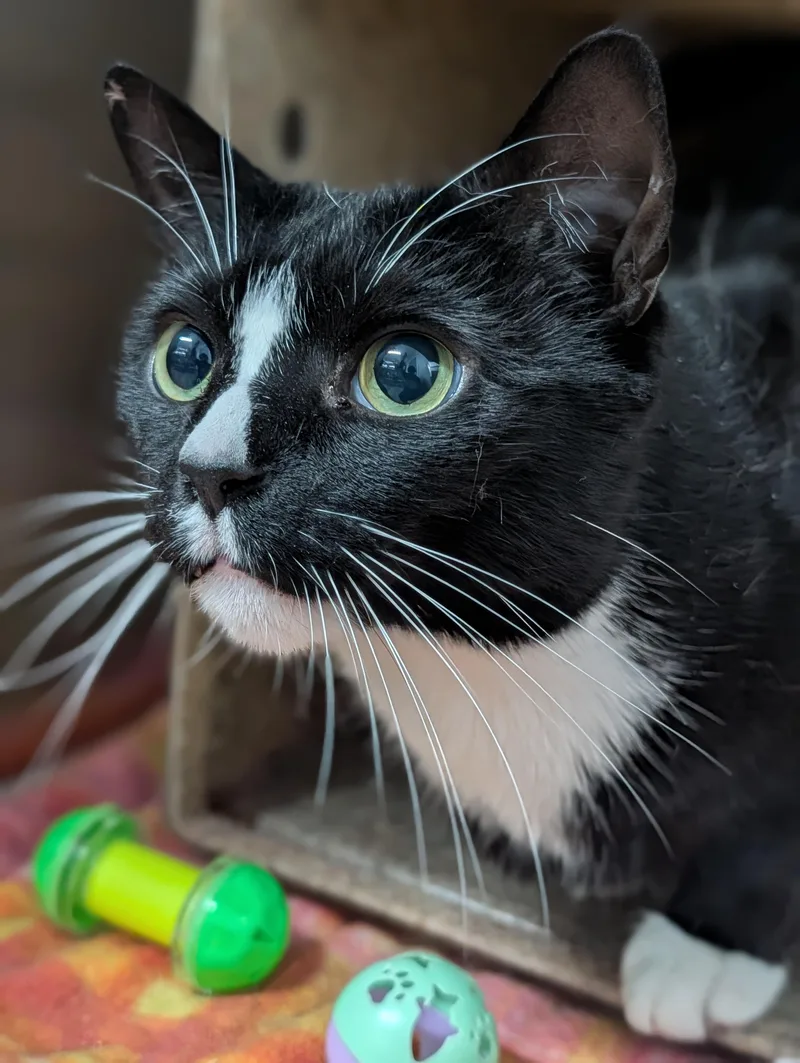 An adult large-sized male Black & White / Tuxedo Domestic Short Hair cat named Wheaties for adoption in Plainfield, NJ