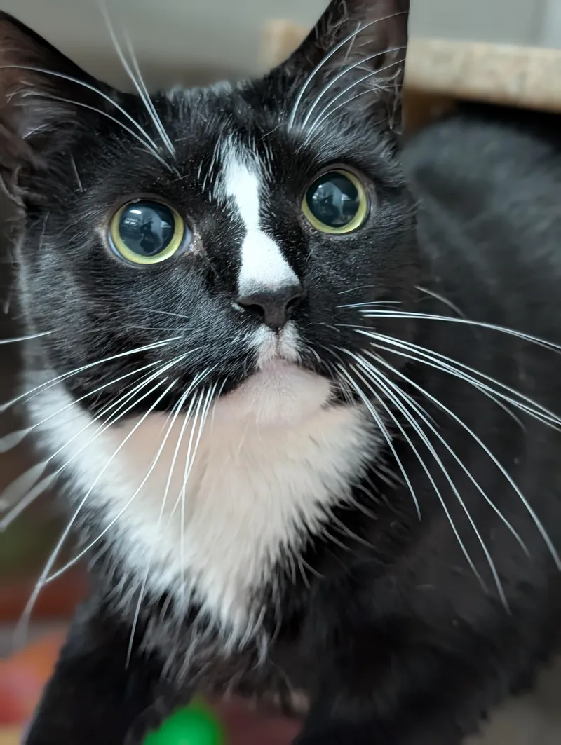 Wheaties thumbnail 2