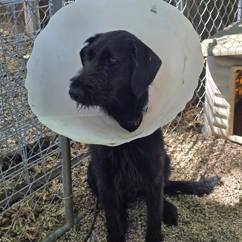 An adult medium-sized male Black Mixed Breed dog named Ronan for adoption in Madison, WI