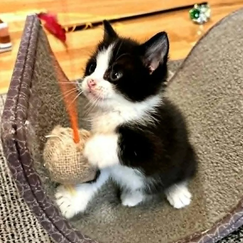 A baby small-sized female Black Domestic Short Hair cat named Antoinette Located in for adoption in Alexandria, VA