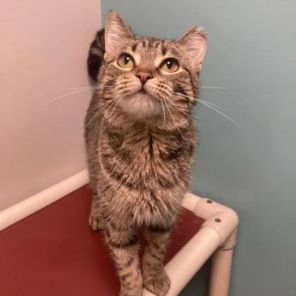 A young small-sized female Domestic Short Hair cat named President Snow for adoption in Janesville, WI