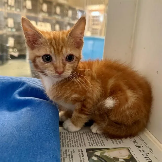A baby small-sized male Domestic Short Hair cat named Flareon for adoption in Riverside, CA
