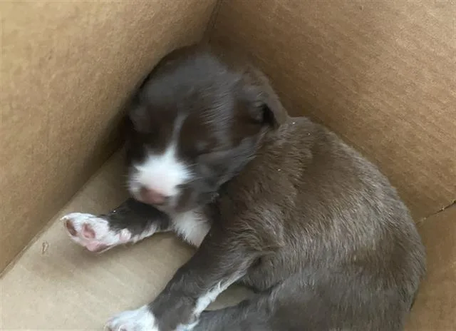 A baby medium-sized male Mixed Breed dog named Spark for adoption in Dallas, TX