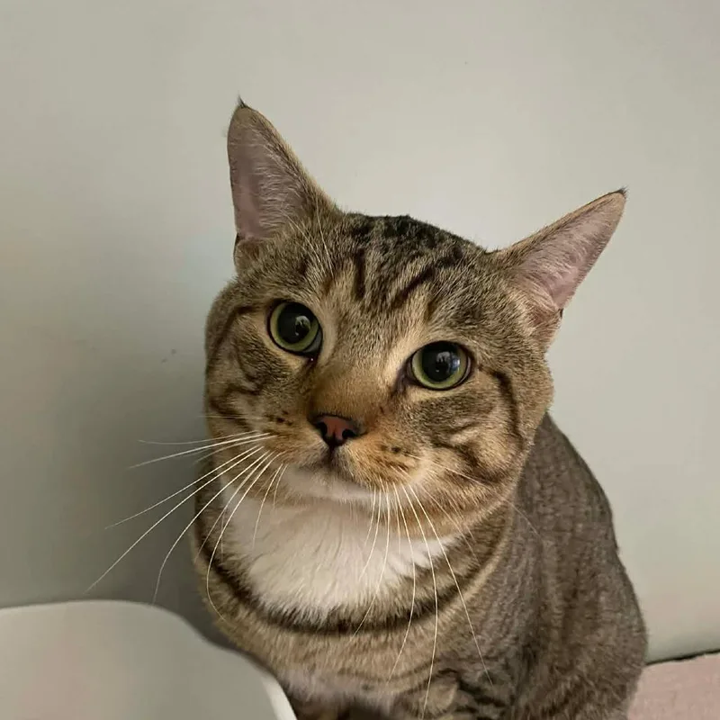 An adult small-sized male Brown / Chocolate Domestic Short Hair cat named Toby for adoption in Hemet, CA