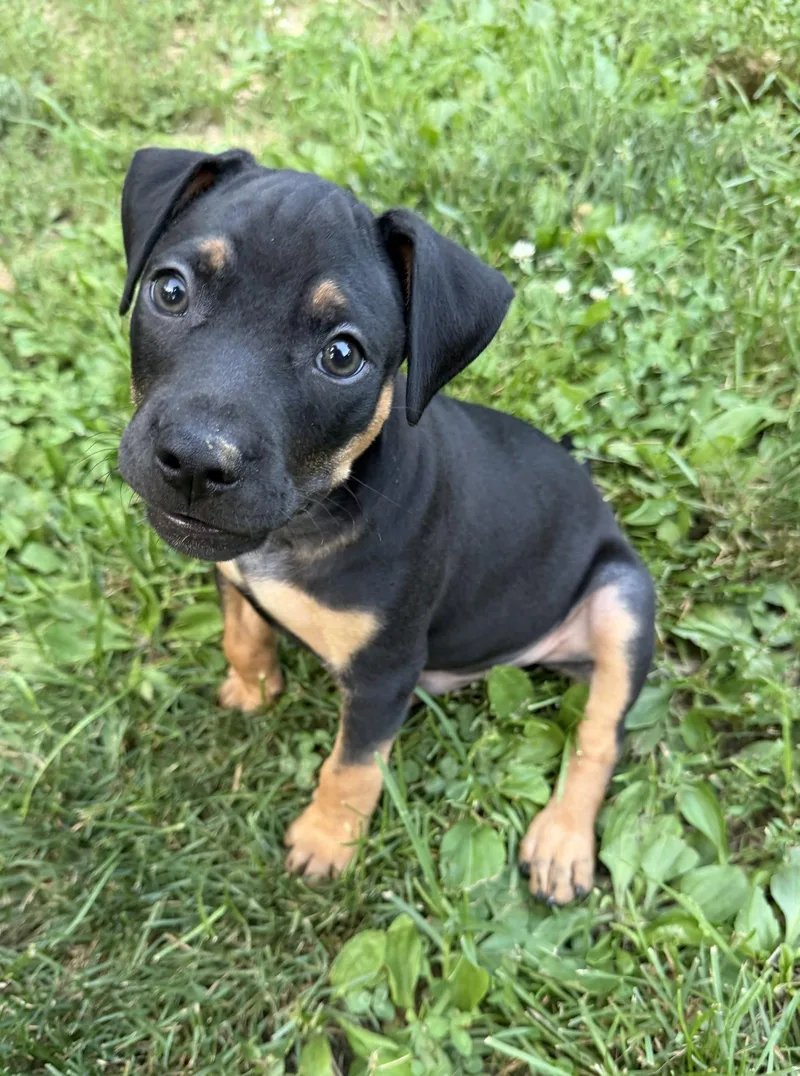 A baby medium-sized male Pit Bull Terrier dog named Memphis for adoption in Barnhart, MO