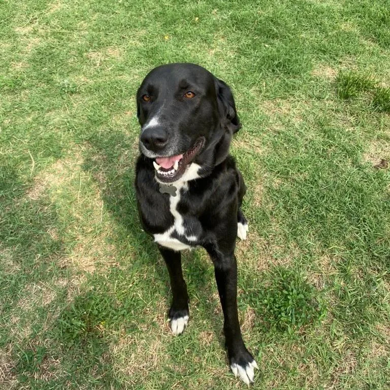 An adult large-sized female Black Great Pyrenees dog named Bellaluna for adoption in Kingman, KS
