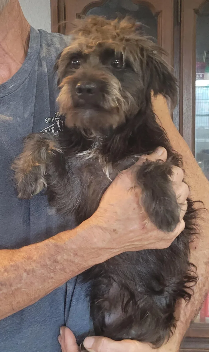 A young small-sized male Schnauzer dog named Dobby for adoption in Chiefland, FL