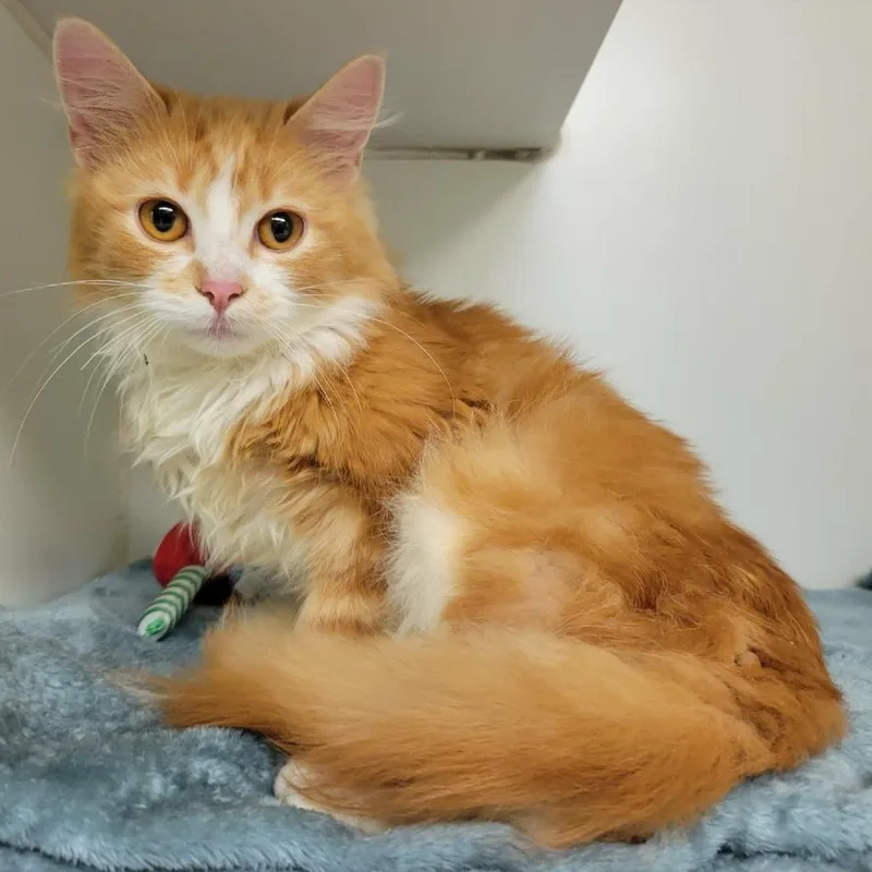 A young small-sized male Orange / Red Domestic Long Hair cat named Mr. Creamsicle for adoption in Columbia, MO