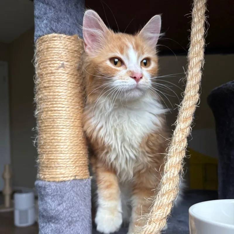 Mr. Creamsicle thumbnail 2