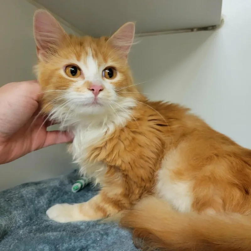 Mr. Creamsicle thumbnail 3