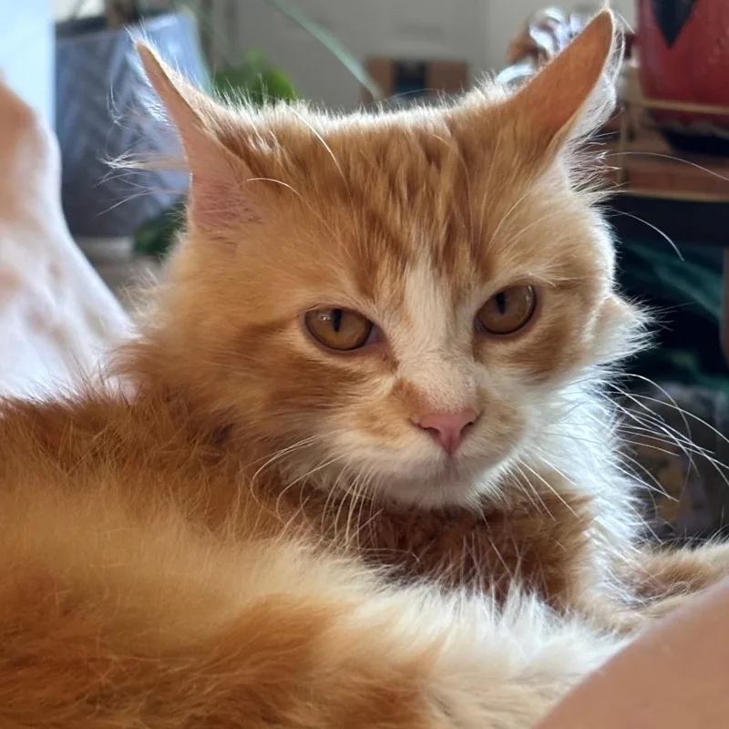 Mr. Creamsicle thumbnail 4