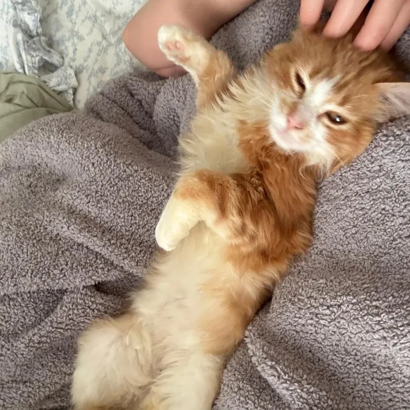 Mr. Creamsicle thumbnail 5