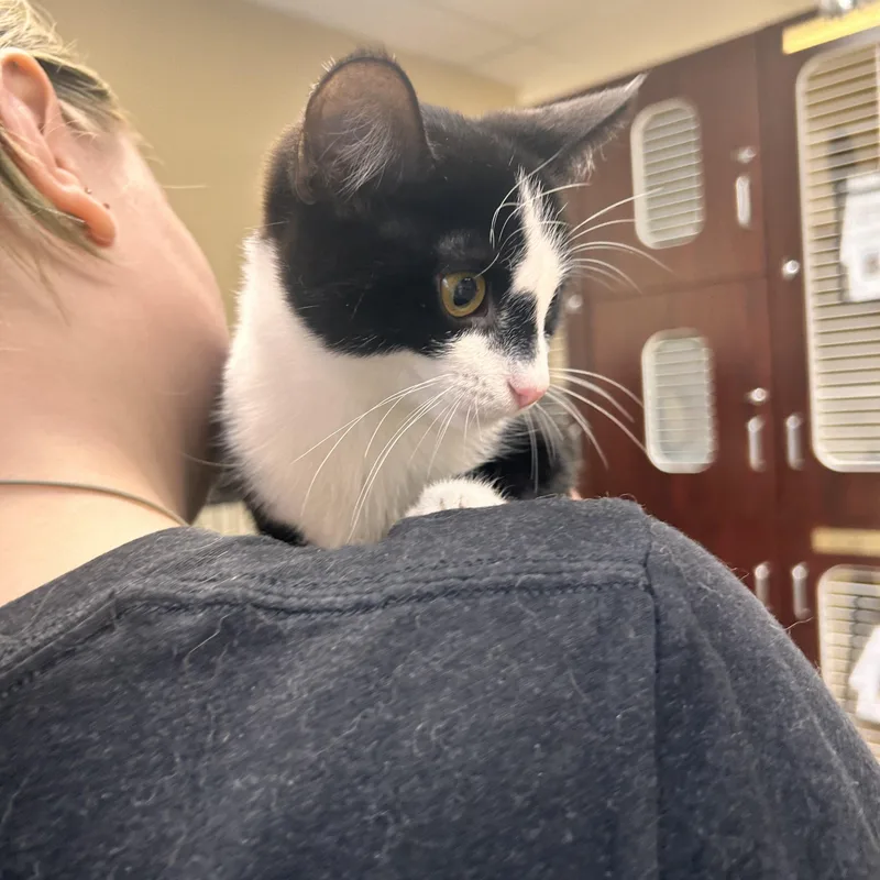 A young small-sized female Black & White / Tuxedo Domestic Short Hair cat named Dreamfyre for adoption in Myerstown, PA