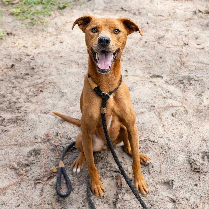 An adult medium-sized female Brown / Chocolate Mixed Breed dog named Elaine for adoption in Gainesville, FL