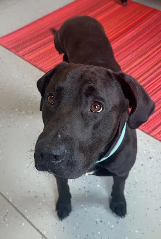 An adult large-sized male Black Labrador Retriever dog named Brew for adoption in Rochester, IN