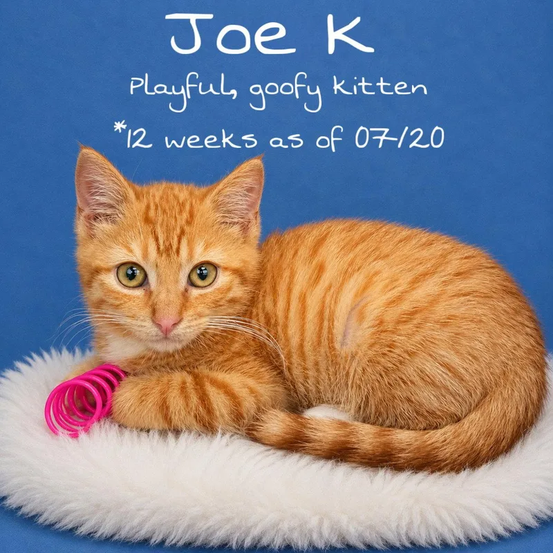 A baby medium-sized male Orange / Red Domestic Short Hair cat named Joe K for adoption in Greenville, DE