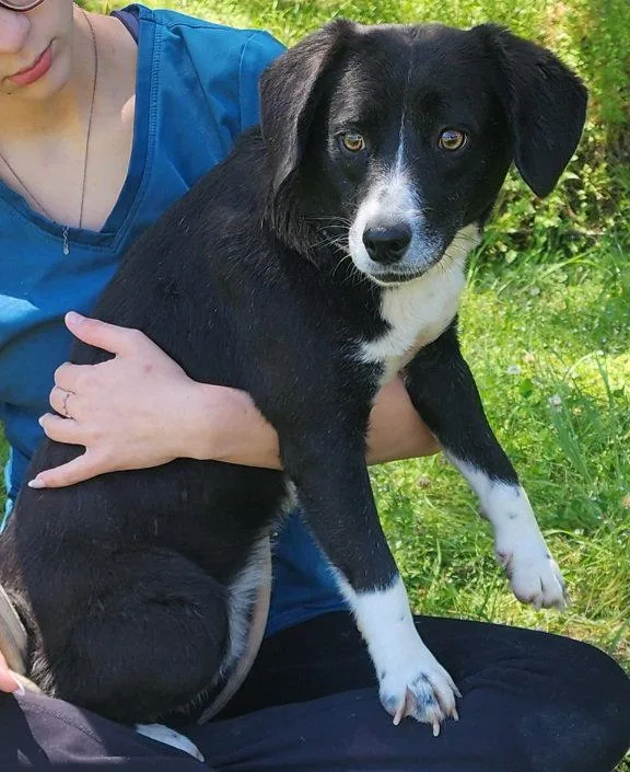 An adult medium-sized female Australian Shepherd dog named Angel for adoption in Wetumpka, AL