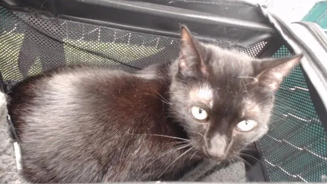 An adult medium-sized female Domestic Short Hair cat named Noir for adoption in Downey, CA
