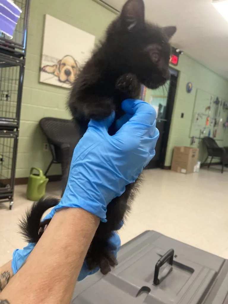 A baby medium-sized male Domestic Short Hair cat named Icarus for adoption in Burnsville, NC