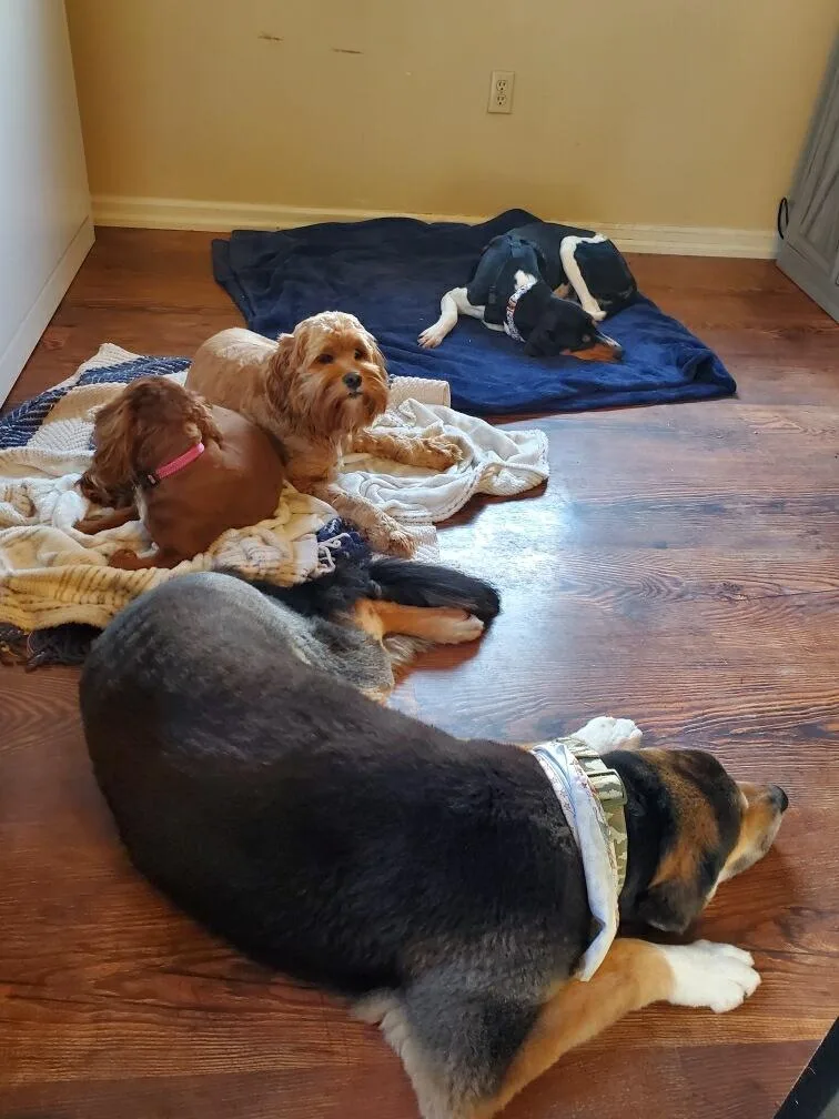 Buttercup thumbnail 2