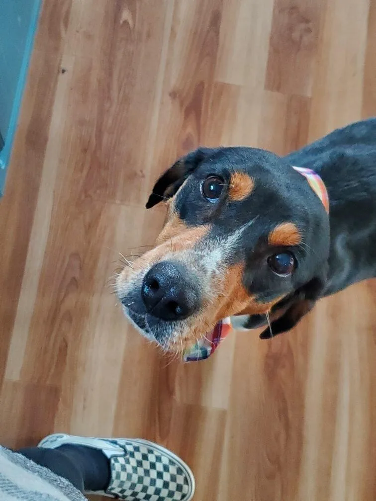 Buttercup thumbnail 3