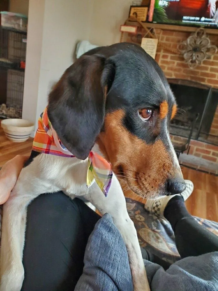 Buttercup thumbnail 4