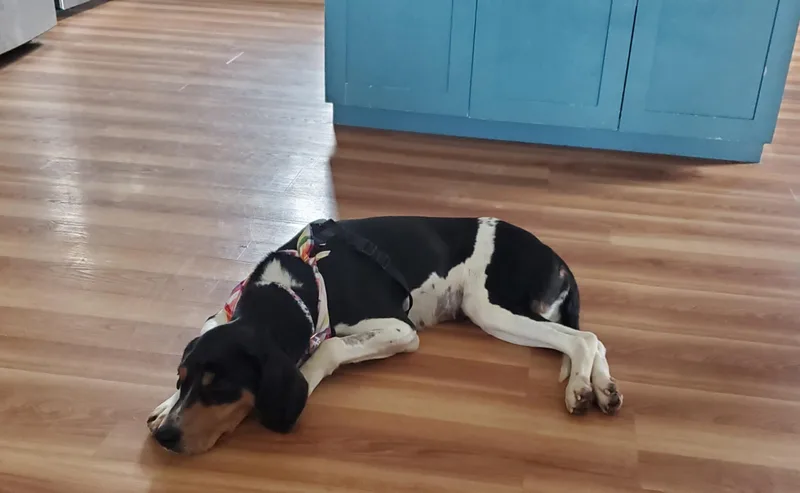 Buttercup thumbnail 5