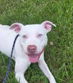 A young medium-sized male Pit Bull Terrier dog named Cyan for adoption in Manvel, TX